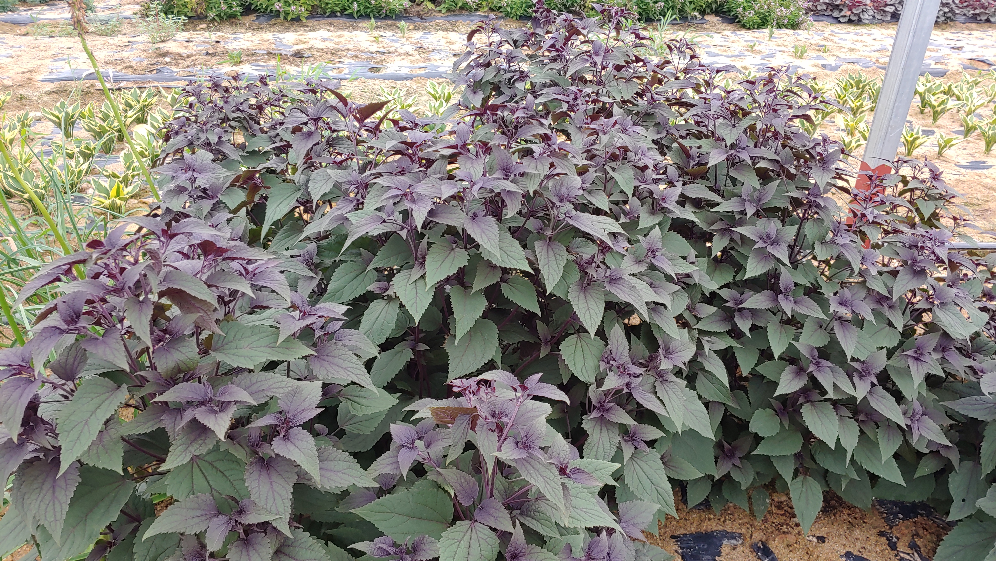 Eupatorium rugosum 'Chocolate'